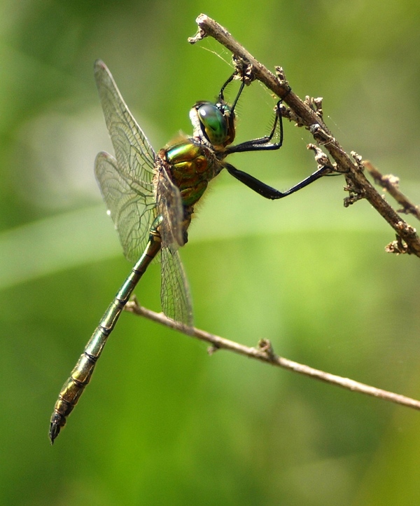 Odonata da id.